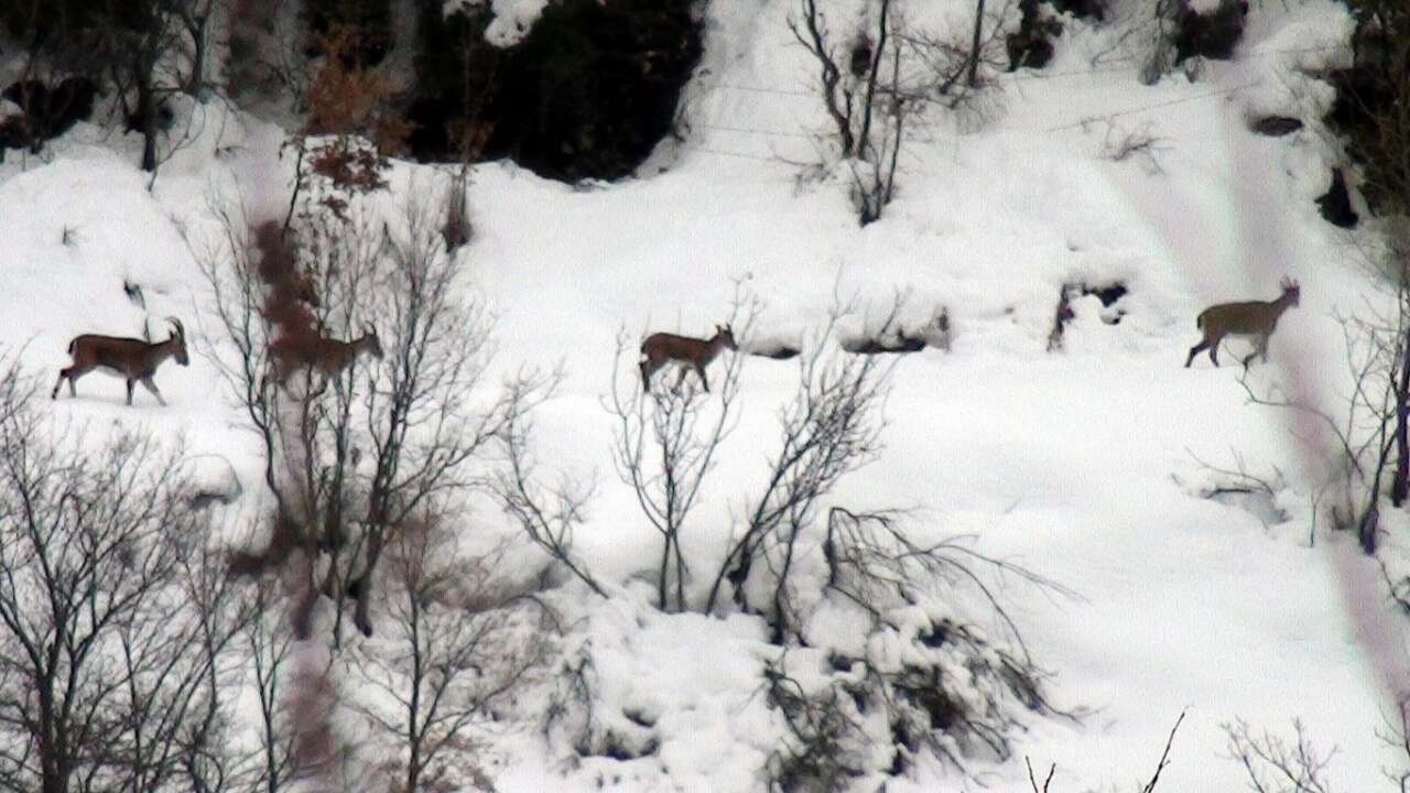 Akseki’de Yaban Keçisi Popülasyonu Artıyor 2
